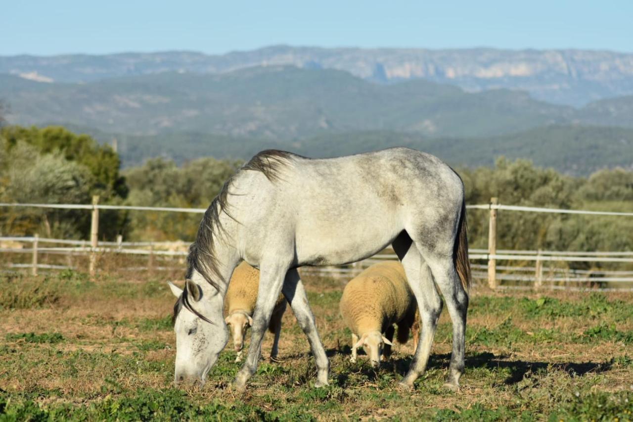Casa Con Vistas, Piscina Y Animales De Granja, La Caseta ตาร์ราโกนา ภายนอก รูปภาพ